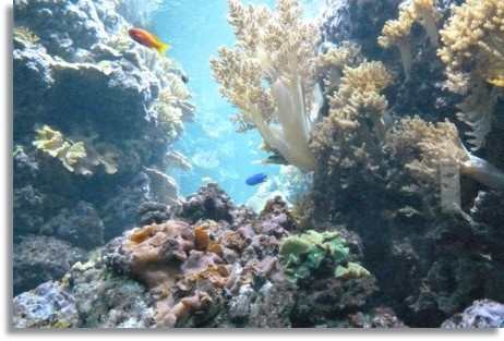 Korallenbank